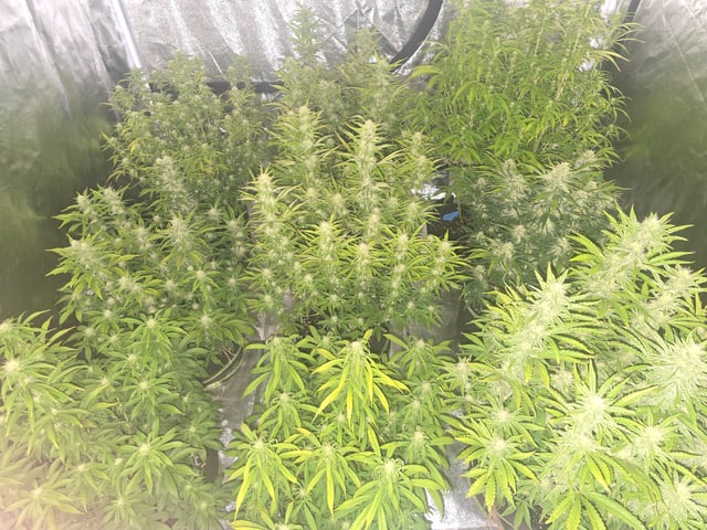 2nd Autoflower Indoor Grow — flower, day 64