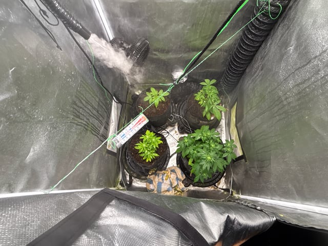 apple fritter/ Cinderella  — auto, day 6