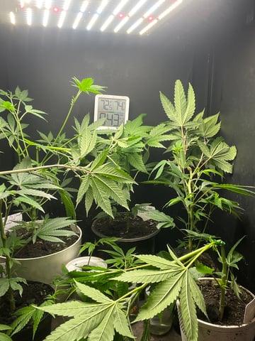 cherry pie clone  — vegetative, day 43