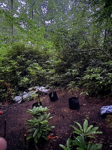 mixing it up — vegetative, day 85
