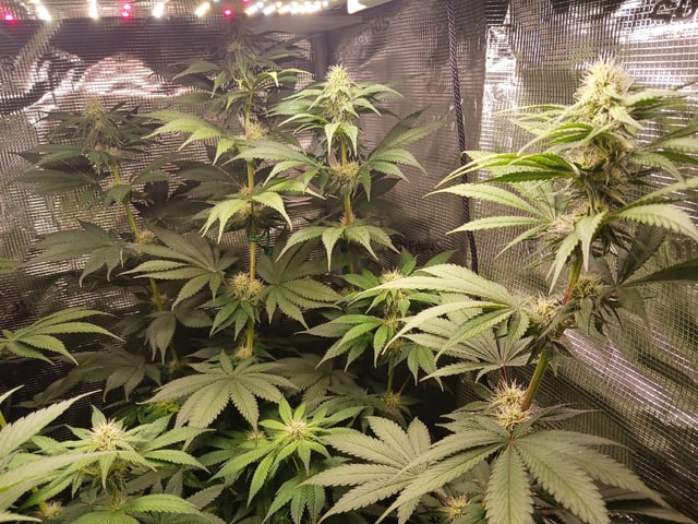 Gorilla Sherbert Feminized From Blimburn Seeds  — flower, day 64