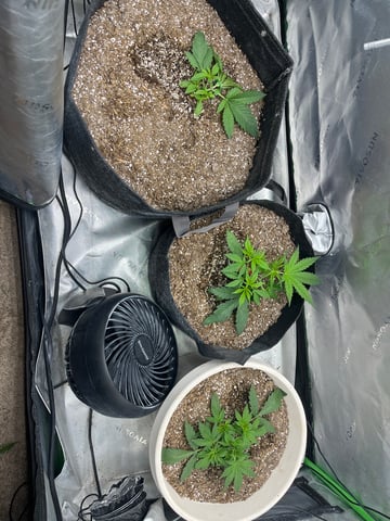 Chick n Wafflez, Big Bud Auto, Strawberry cheesecake auto