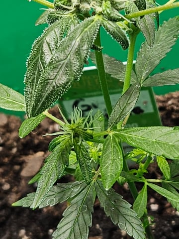 1st plant. Strain: Green Gelato AutoFlower — flower, day 60