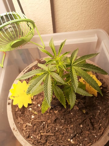 Sub Zero#12 Photoperiod Grow