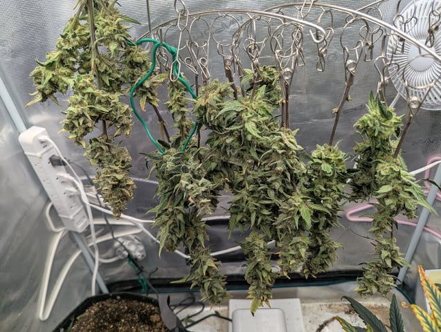 Fastbudz Payaya Cookies — harvest, day 71