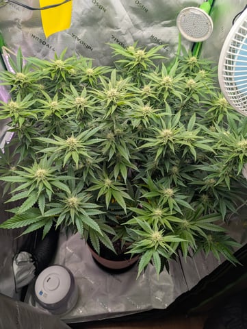 Golden Goat — flower, day 10