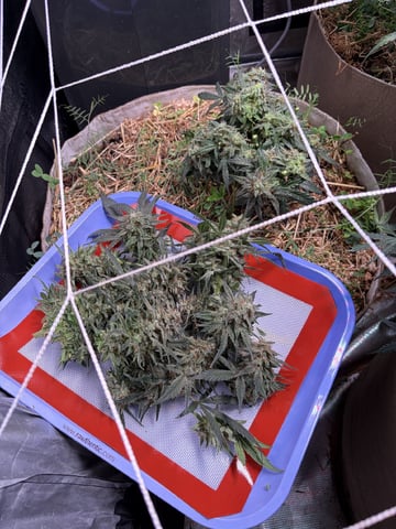1.75 — harvest, day 83