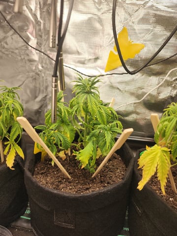 HE1E we GROW  — vegetative, day 66