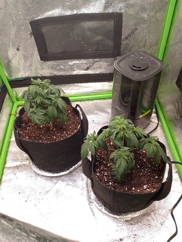 All Aboard!!! — vegetative, day 33