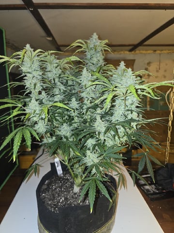Autos AGAIN — flower, day 84