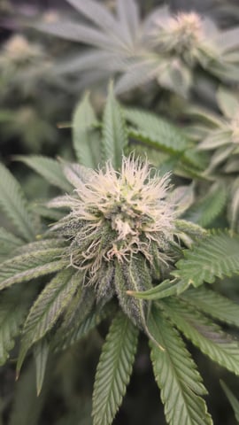 ethos genetics  — flower, day 95