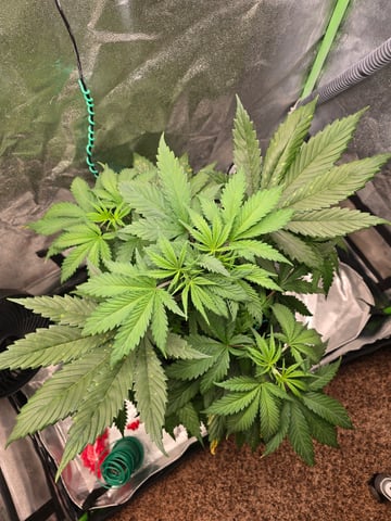 First grow — vegetative, day 37