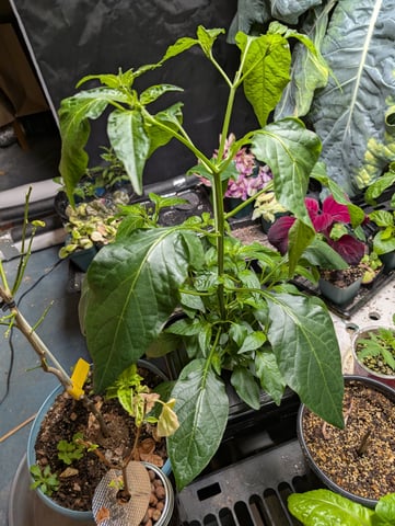 See what grows — vegetative, day 71