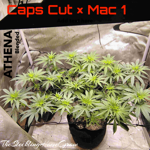 Athena Run  — flower, day 58