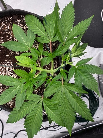 Comet Candy (Auto) 2026- 02 — vegetative, day 29