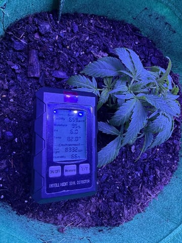 First time growing  — vegetative, day 4