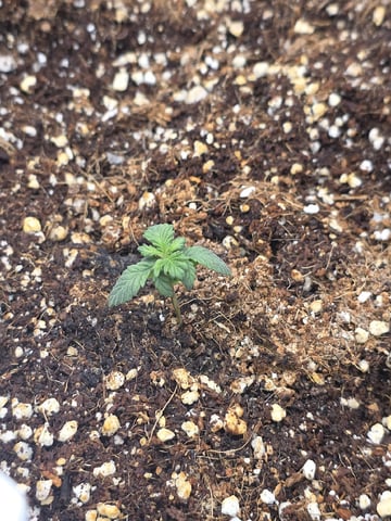 Gorilla Gas  — seedling_rooting, day 7