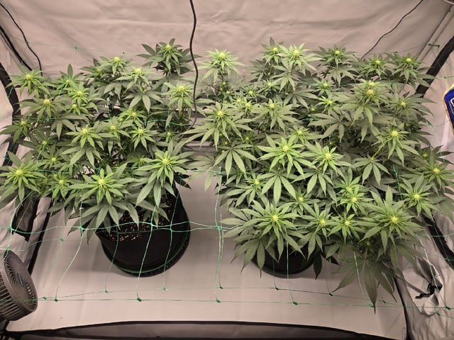 Zoap & Mimosa x OrangePunch — flower, day 85