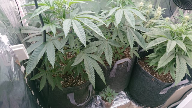 Rainbow runtz  — vegetative, day 20