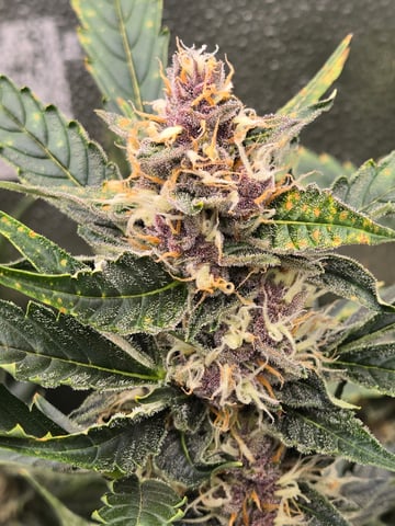 Spider-Farmer Hydro — flower, day 71