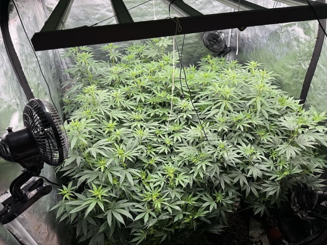 7 Strains 14 Plants  — flower, day 95