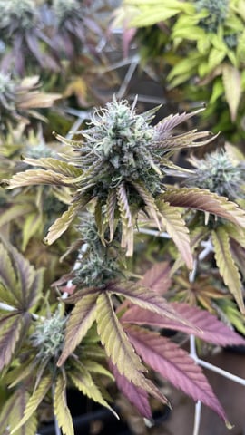 LSD — flower, day 1