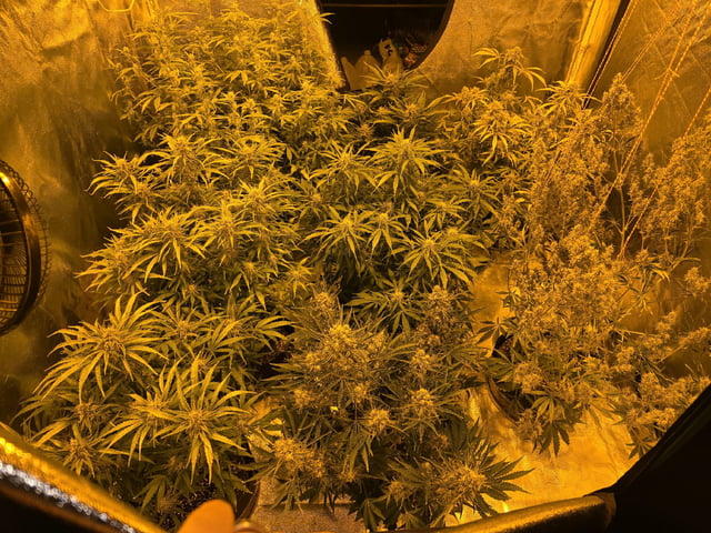 Autos AGAIN — flower, day 69
