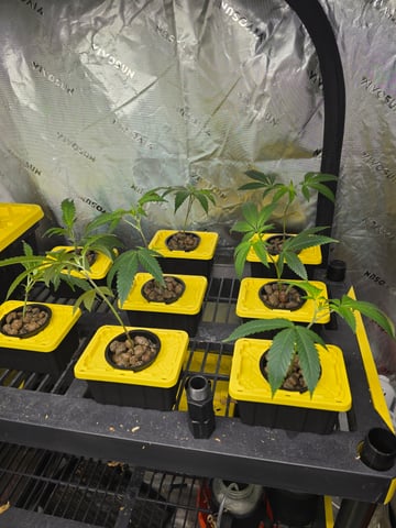 Oceanz 16 Pheno #1  — seedling_rooting, day 1