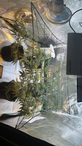 blueberry cupcake  — vegetative, day 52