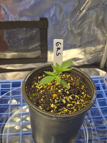 Grow 1 2026 Gelato Rainbow Sherbert  — seedling_rooting, day 2