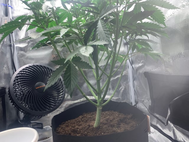 Blackberry Moonrocks (First Grow) — vegetative, day 12