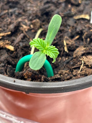 2025-26 harvest INDOOR — seedling_rooting, day 36