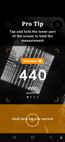 Purple Haze  — vegetative, day 43