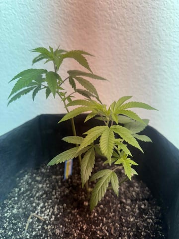 chem#4 — vegetative, day 5