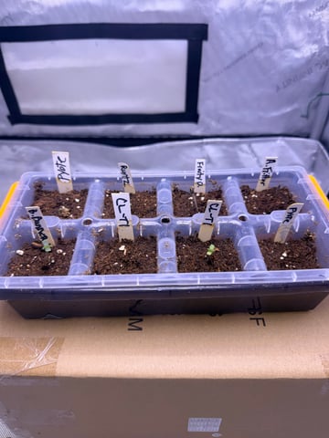 Goofy’s Grow  — grow_setup, day 2