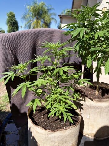 Bruce Banner ⛽️ — flower, day 74
