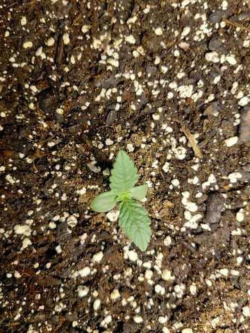 SUMMER 2026 — grow_setup, day 2