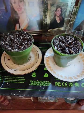 4th grow  — germination, day 99