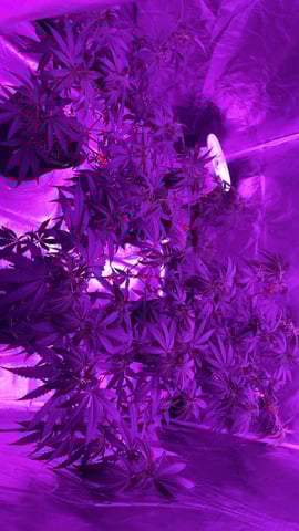 blueberry cupcake  — flower, day 62