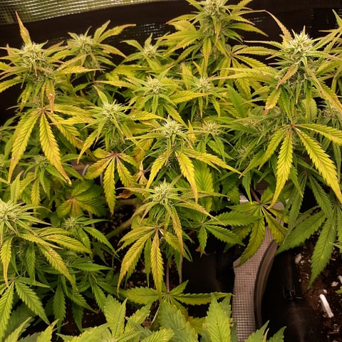 Next Attempt  — flower, day 57