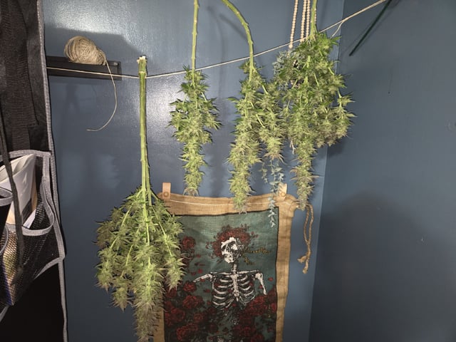 First Indoor Grow — harvest, day 131