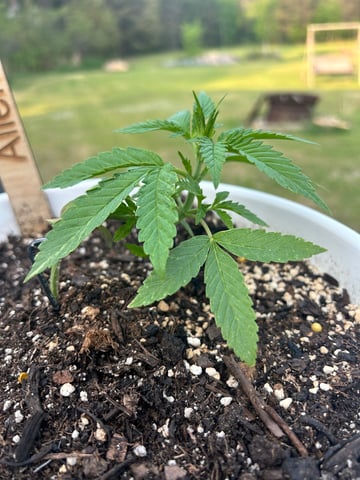First ever grow — vegetative, day 36