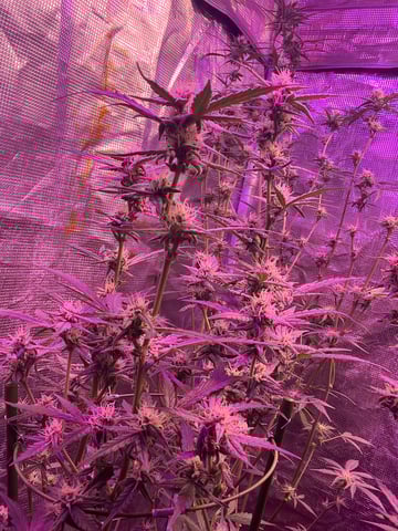 Queen B  — flower, day 79