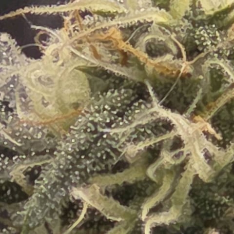 Purple Haze Auto — flower, day 64