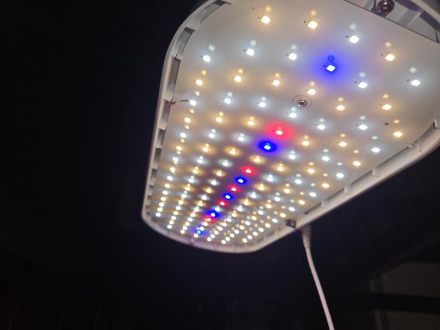 1st plant. Strain: Green Gelato AutoFlower — seedling_rooting, day 14