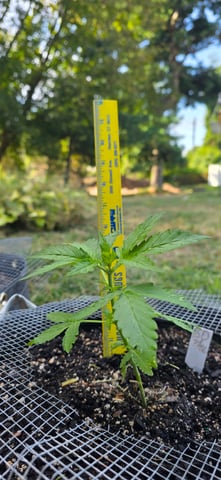 Let's just leave these right here! — vegetative, day 30