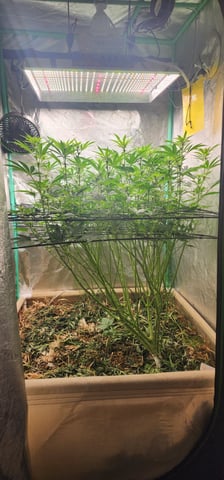 10G's — flower, day 66