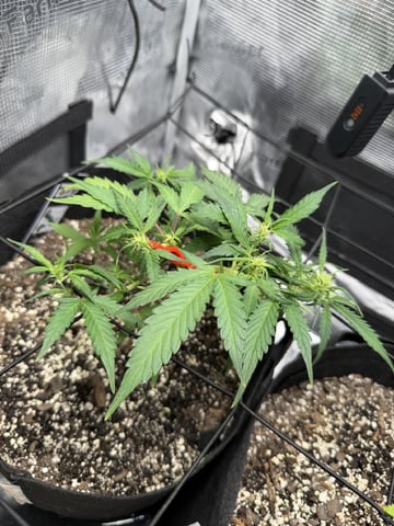 Gorilla Cookies — 1st Grow — flower, day 49