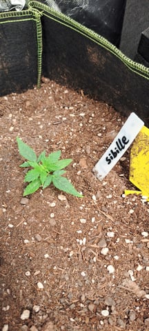 First Grow with the new setup  — seedling_rooting, day 12