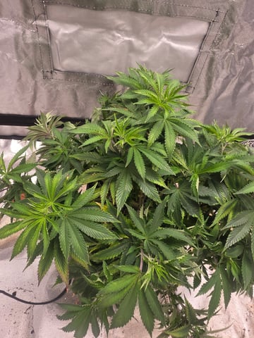 first grow — grow_setup, day 54